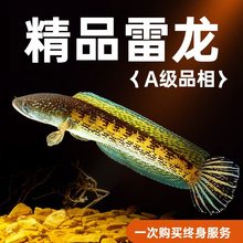 雷龙鱼观赏鱼黄金眼镜蛇龙鱼七彩奶茶大型耐活淡水热带鱼观赏鱼苗