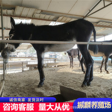 育肥肉驴驹德州肉驴 改良肉驴养殖驴苗价格成年驴一头价钱
