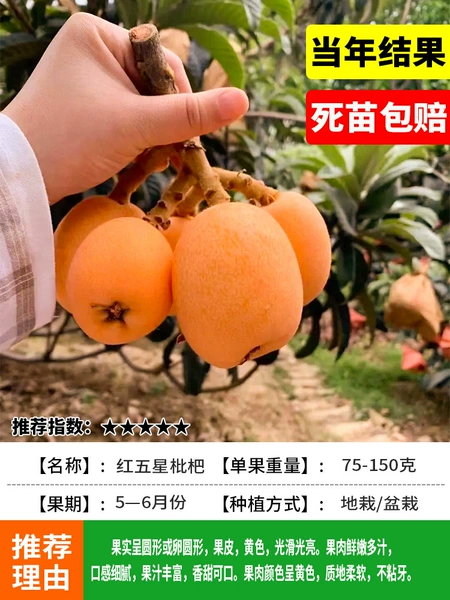 [10% off for every fake one] Red five-star loquat 5-year-old seedlings (results of that year) will be compensated for dead seedlings!+80cm(inclusive)-89cm(inclusive)