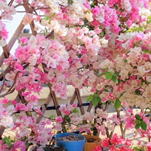 �ļ��_��ֱ�lͥԺ�����÷���Ϙ����ɫ��������÷��������