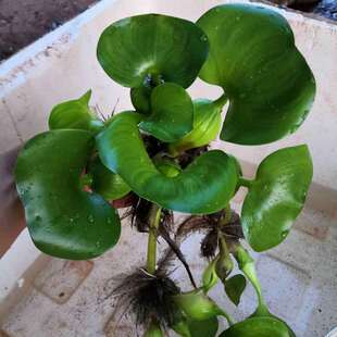 ˮ���J���l׌ˮ�򟨰l���C��Ȼ��ֳ�B�~�B�r�B�������~���~���Bֳ