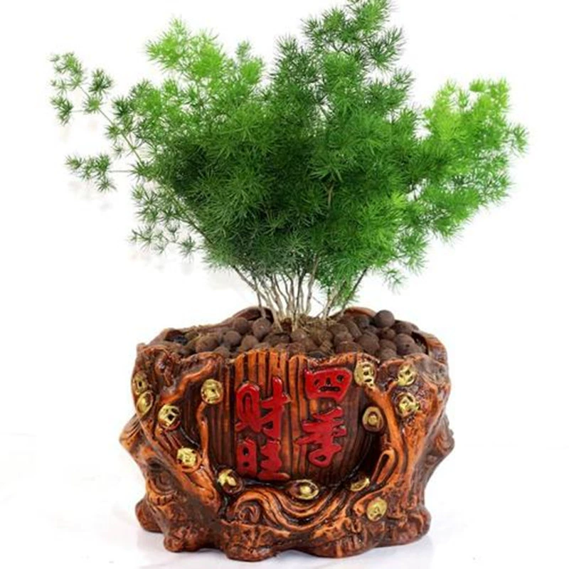 Поме́рanian Pine в горшке Офисное настольное растение Цветок в помещении Вечнозеленая гортензия Сосновый водный лист сосны Спаржа