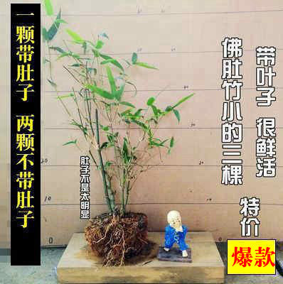특별 제공 작은 불상 배 대나무 3개