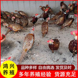 家养七彩山鸡正宗农家散鸡苗活体山鸡活鸡成年公母七彩山鸡价格