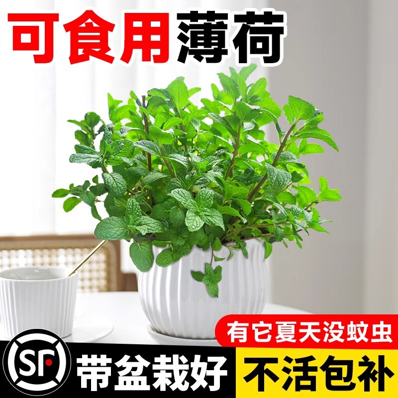 Spearmint Potted Plants, Edible Planting Seedlings, Mosquito-Repelling Plants, Easy to Grow in the Office, Hydroponic Lemon Catnip Spearmint Potted Plants, Edible Planting Seedlings, Mosquito-Repelling Plants, Easy to Grow in the Office, Hydroponic Lemon Catnip