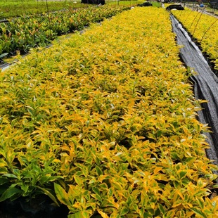 ��߅���B�N��ľ����������ľ���؃r��ر��������l���G�^�p��ľ