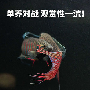 �Ї����~�����ղ������С���ͻ���B��ˮ�~�^�p�~�����~���\���~
