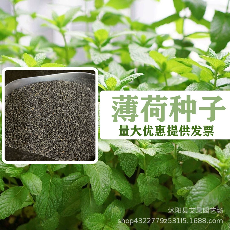 Оптовая продажа Four Seasons семена Мяты в горшках репеллент от комаров легко жить на открытом воздухе растения цветочные семена ванильной мяты семена