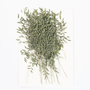 Windflower Dried Flower Embossed Natural Plant Specimen Glue Handmade DIY Beauty Nail Art Material Embossed Painting
