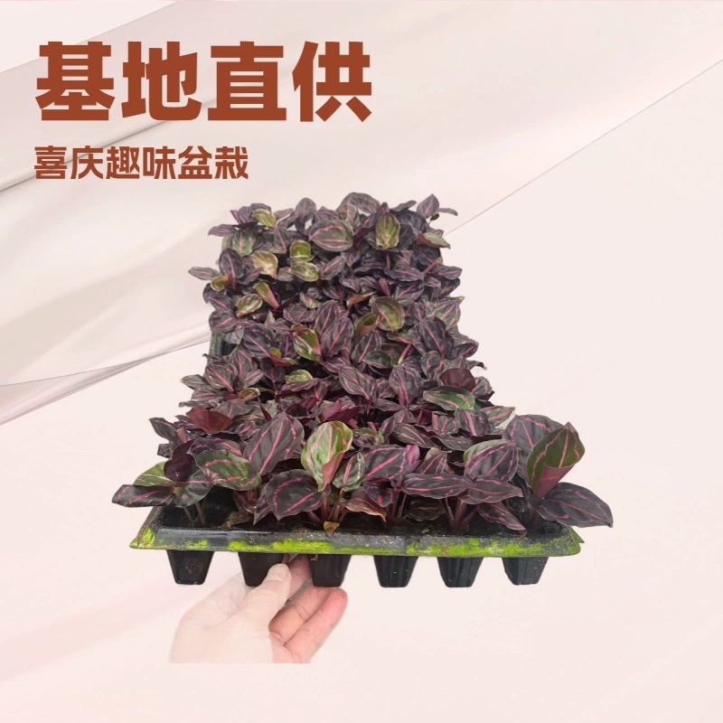 Прямые поставки от производителя: зеленые растения для офиса и дома, красные красивые рассады из тканевых культур растений, комнатные цветы в горшках, вечнозеленые круглый год.