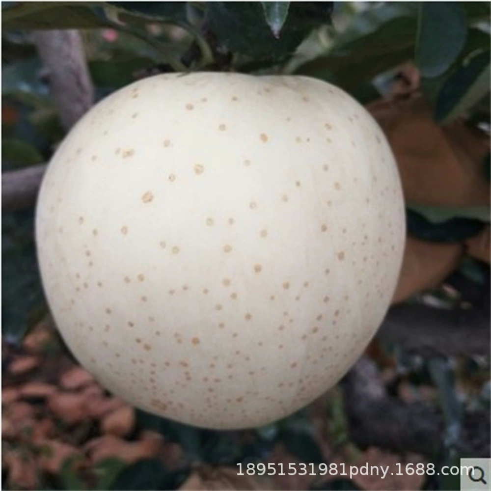 Привитые саженцы яблок Мингюэ с поздним созреванием Знаменитые лунные саженцы яблок Экстра морозостойкие результаты посадки во дворе Северного и Южного двора за год