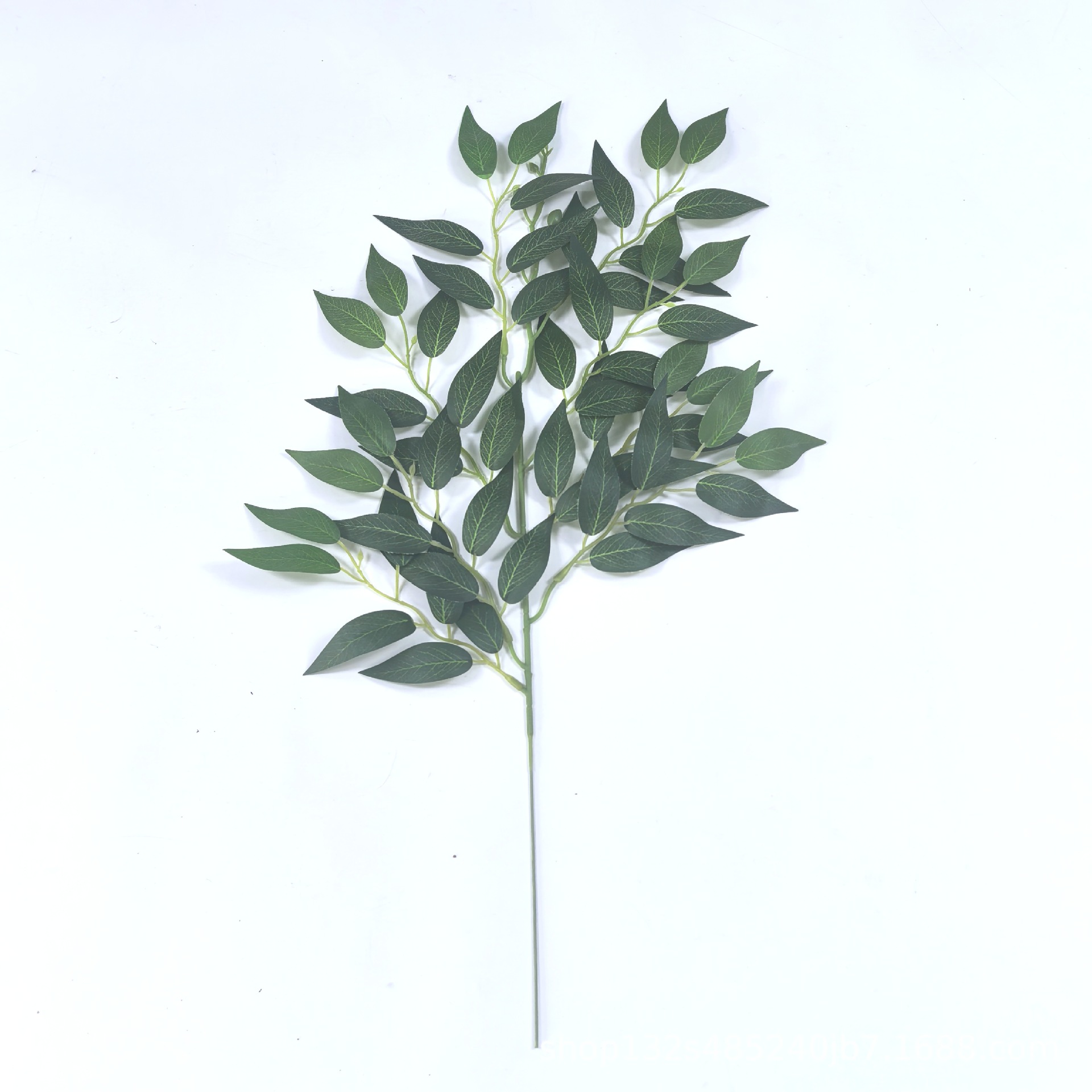 Elaeagnus angustifolia 잎 단일 가지 - 녹색