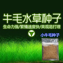 �~���b�ˮ�ݷN���ײ� ǰ������С���~ֲ�� ˮ������w�쾰��ˮ��