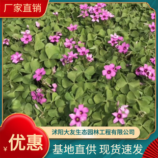 ���l�t��ը�u�� �t���m�{�� �������ر�ֲ�����{�ݻ��t���޸�ֲ��