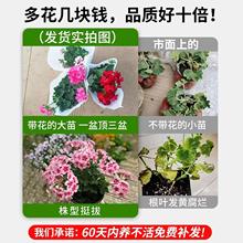 天竺葵带花苞发货盆栽花苗重瓣四季开花卉垂吊兰庭院室内阳台植物