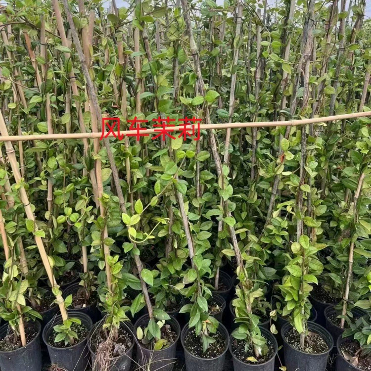 Цветочное зеркало, ослепительный синий шалфей, тростник, гипсофила, агапантус, ветряная мельница, жасминовый комплекс