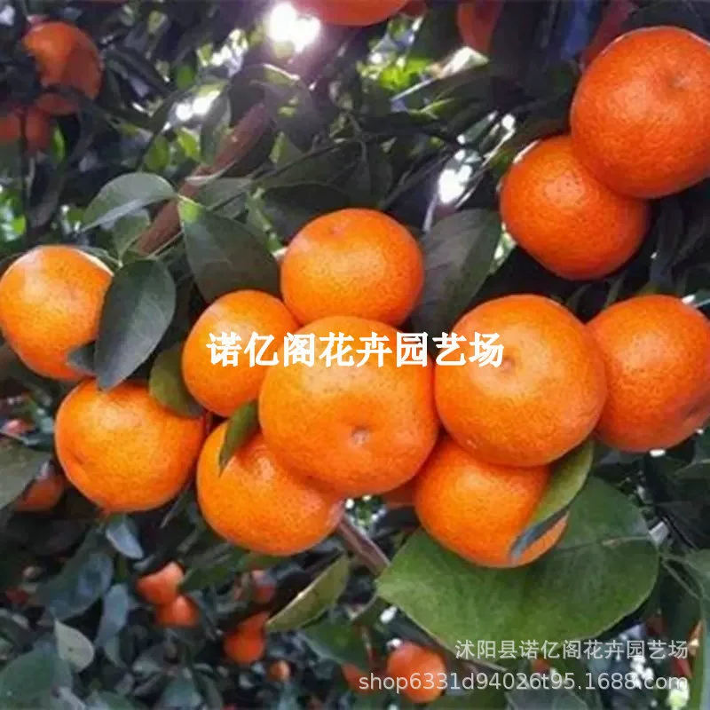 Саженцы мандарина Yongquan Аутентичные Мандариновые рассады без косточек Прививка Мандариновые рассады Раннее созревание Супер сладкие цитрусовые Рассада горшок Посадка