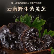 云南野生紫灵芝泡酒纯野生整枝黑灵芝可切片打粉整朵整株林芝