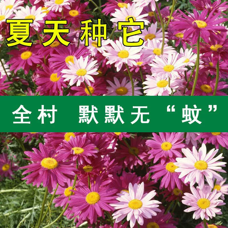 Летнее средство от комаров цветы и семена растений репеллент от насекомых пиретрум семена хризантемы Многолетние цветы Four Seasons легко жить сад Горшечное растение