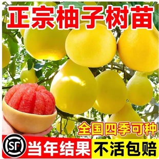 ���Ә���������t�����֏V����ɳ����ͥԺ�޽��Ϸ��Nֲˮ������