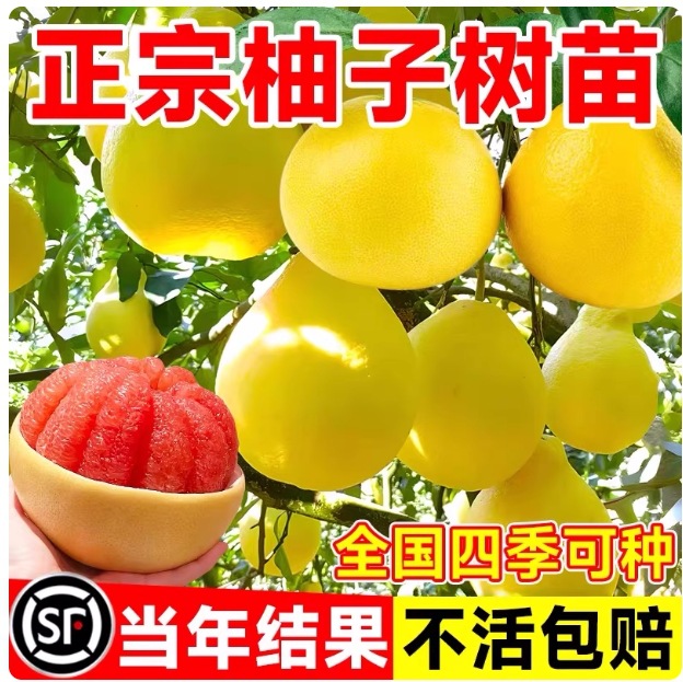 柚子树苗果树果苗红心蜜柚广西大沙田柚庭院嫁接南方种植水果葡萄