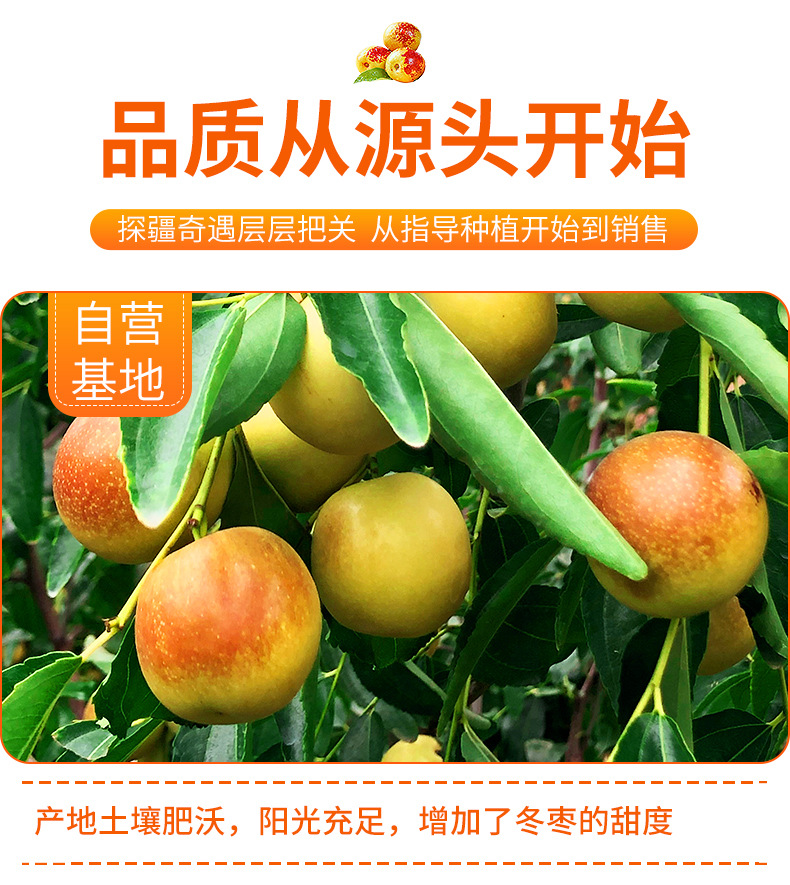 冬枣2_06