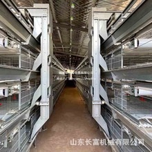 蛋鸡笼层叠式养鸡设备 立式全自动四层清粪鸽子笼 鹌鹑养殖育雏笼