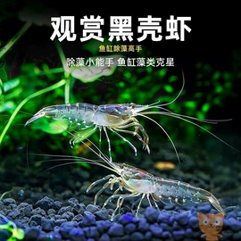 水族过滤设备;狗狗窝/笼/垫;鱼缸