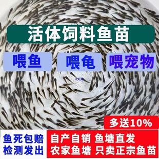 �㽭�����Ե�С�~��ι��������~���~ʳ���~�����~���~���~�����~