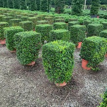 2305苗圃供应 方块方型 福建茶 盆栽绿篱 80-120cm高 耐修剪