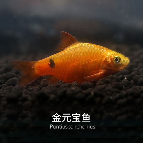金元宝鱼活体 中小型鱼 热带观赏鱼活体 淡水宠物鱼 水族世界批发-阿里巴巴