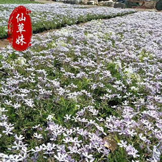 福禄考 花海景观工程 绿化带地被 丛生福禄考 多年生耐寒花卉芝樱