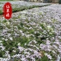 丛生地被多年生工程福禄考