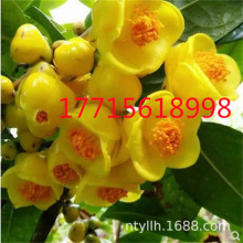 茶花品种 茶花品种品牌 图片 价格 茶花品种批发 阿里巴巴 茶花品种 茶花品种品牌 图片 价格 茶花品种批发 阿里巴巴