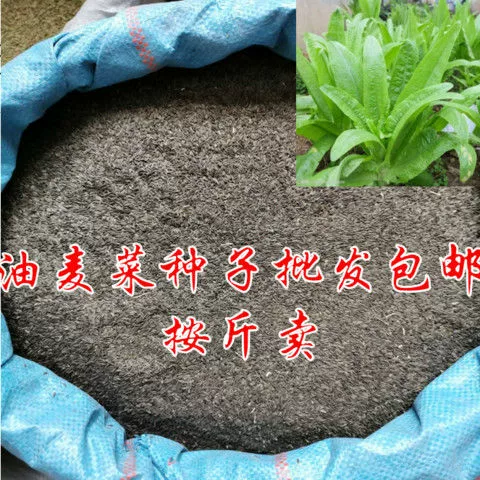 Крупнолистовой салат весит полтора кошачьих, 50 граммов остролистного быстрорастущего салата, овощи в горшках на балконе, двор, семена овощей Four Seasons.