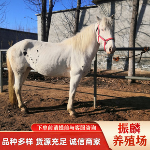 �B10ƥ�T���R�����R ռ����e һ����ͨ���T���Rһƥ