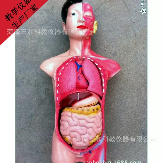 少年人体半身模型 39053  生物教学模型  可拆卸教学模型高62厘米