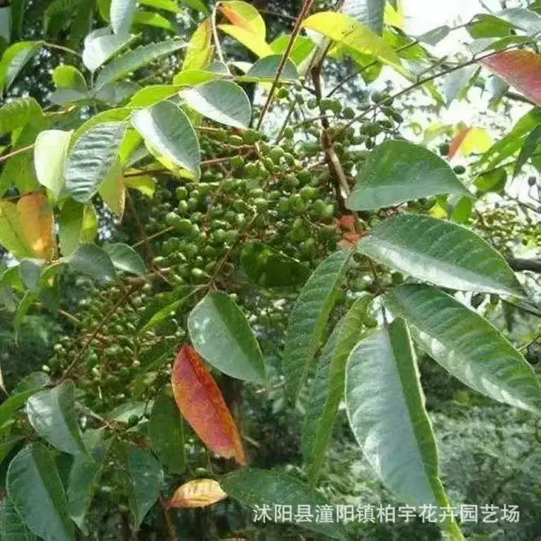 Оптовые и Оптовые Недавно подобранные семена дерева лак, большие деревянные семена лака, семена дерева лак, качество и количество упаковки, прорастание, добро пожаловать, чтобы позвонить