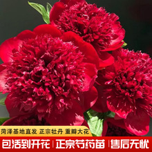 ș绨ܷNӼtɫϵǧذștɫʝɻֱl