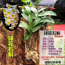 ʯ������ɼ��Ƥ�� ɼľ�塡ɼ��������ľ�� ʯ���Nֲ��ֲ����Խ