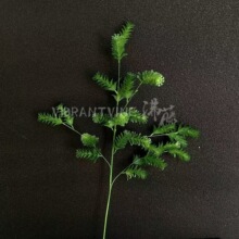 �������ɲ�ֲ��b@���쾰�廨���l��ֲ��Gֲ���ϲݼٲ�