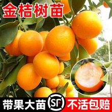 ��ۘ����V����Ƥ�������ԟo�����ӹ����ļ�����ɰ���ٿɳ�ʳ��