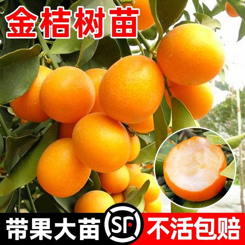 Саженцы кумкватов, хрустящие фруктовые деревья Гуанси в горшках, без씨앗ные апельсиновые саженцы, четырехсезонные хрустящие апельсины с медовым сахаром, съедобные