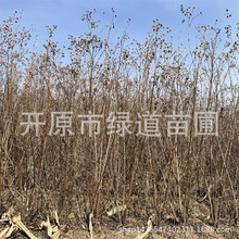 �|���|���ͺ�������¶÷ ����÷ �G�����籭�����l