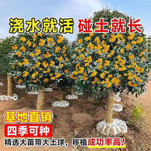 �𻨘����ļ������Ԏ������҃��̨ͥԺ���Դ�仨��ֲ��Gֲ