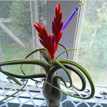 �՚��P�� ����ɯ �o�������������ֲ��Gֲ���Ի��ܿ՚��P��ֲ��