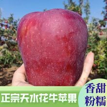 新品2025甘肃天水花牛苹果面苹果宝宝辅食粉苹果红蛇果整箱一件代