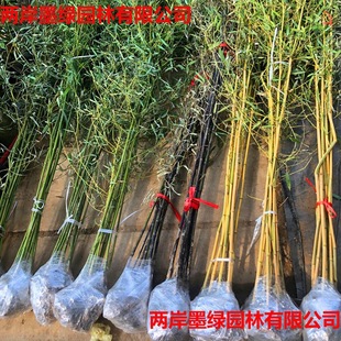 ͥԺֲ���ļ��������������_�h��ë�񱱷��ͺ����Ե�������������