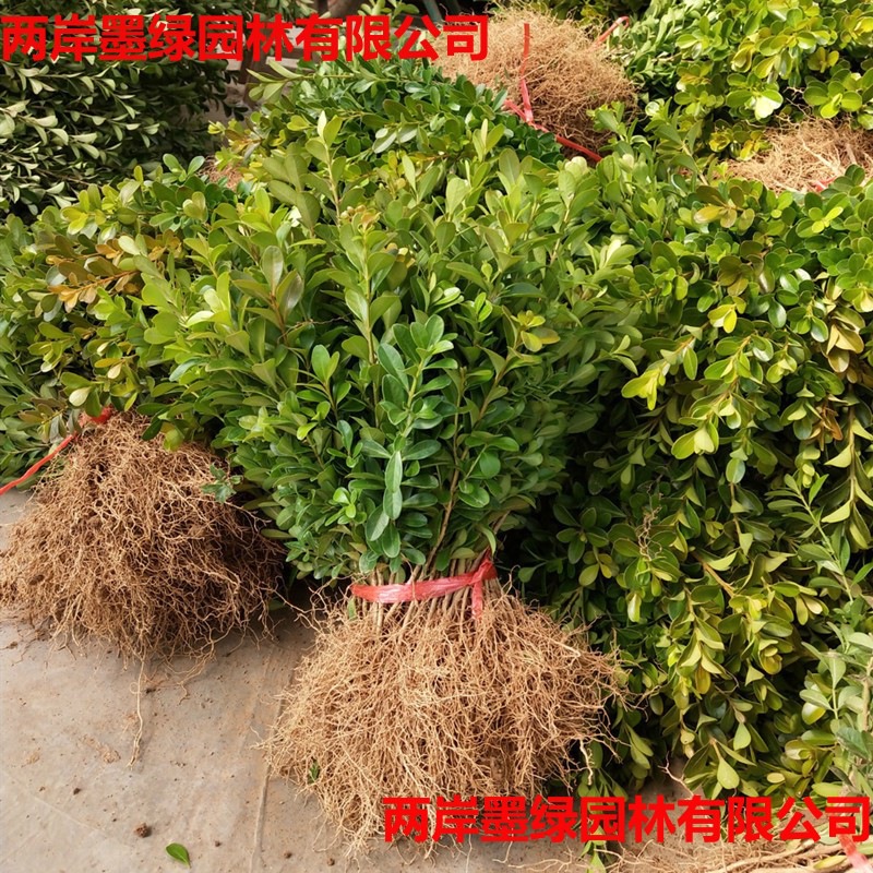 黄杨苗瓜子黄杨 绿化_主图01