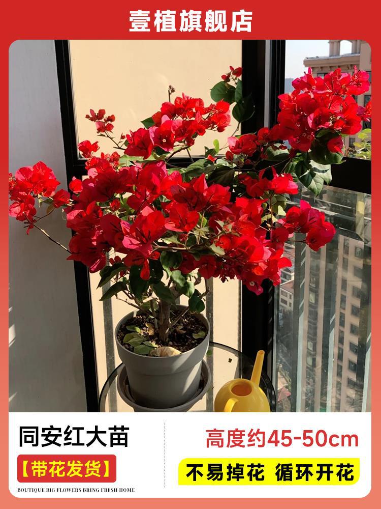 [꽃과 함께 배송] 동안홍대묘 [45-50cm丨꽃이 쉽게 떨어지지 않음丨계절꽃]